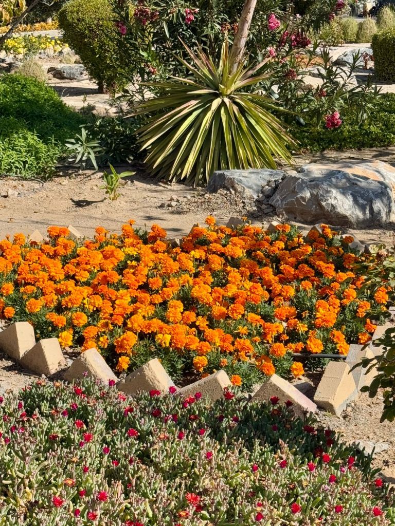 Discover Serenity at Anantara Al Jabal Al Akhdar! 